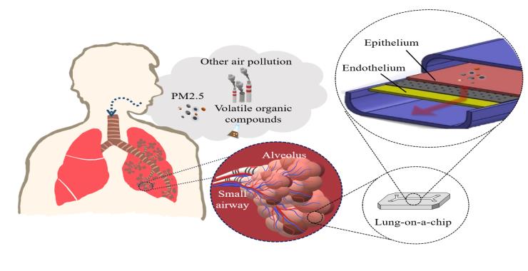 Inhalation of airborne contaminants and particle penetration are simulated on an in vitro model.