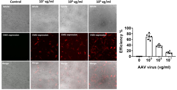 A. High efficiency of ChR2 expression in NRVM.